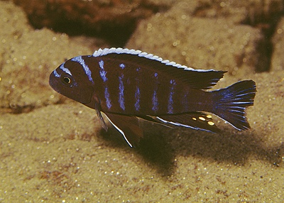 Cynotilapia afra 'Tumbi Point'